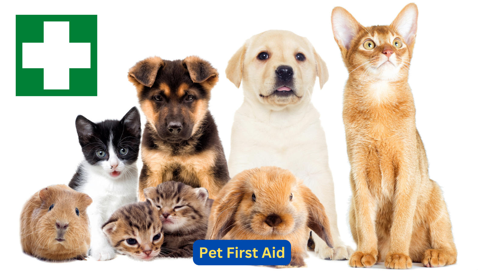 Pet First Aid (St Austell)