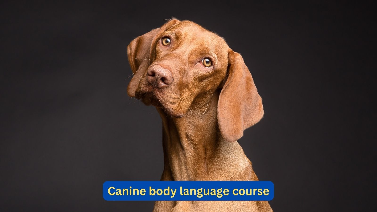 Canine Body Language Course